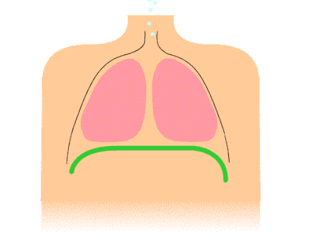 respiración abdominal